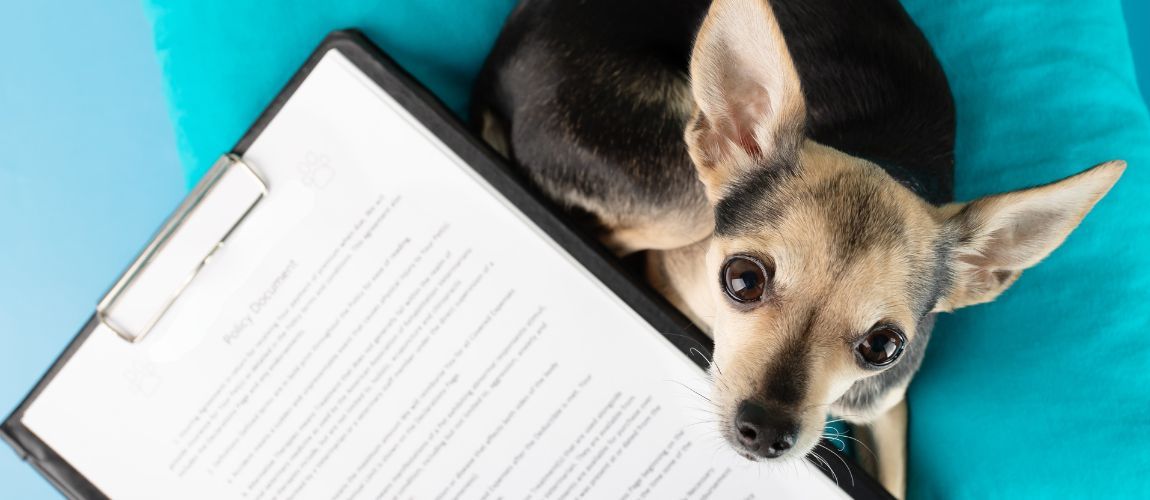 Какво представлява застраховката за домашни любимци