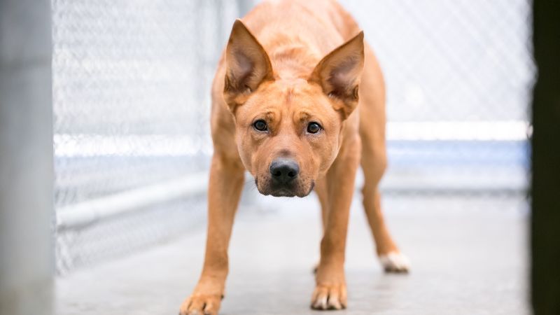 кучешки лай страх