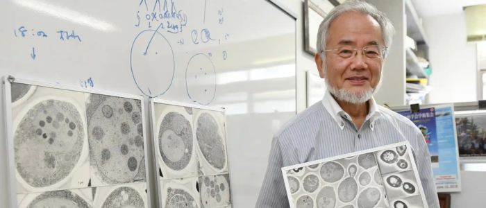 awtofagia otkrivatel