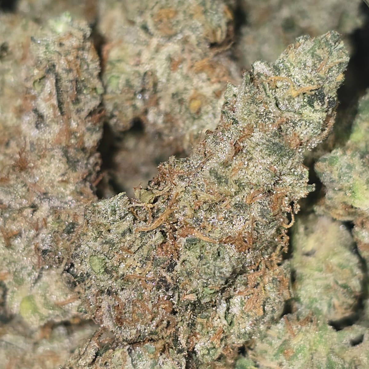 GMO — 3.5g