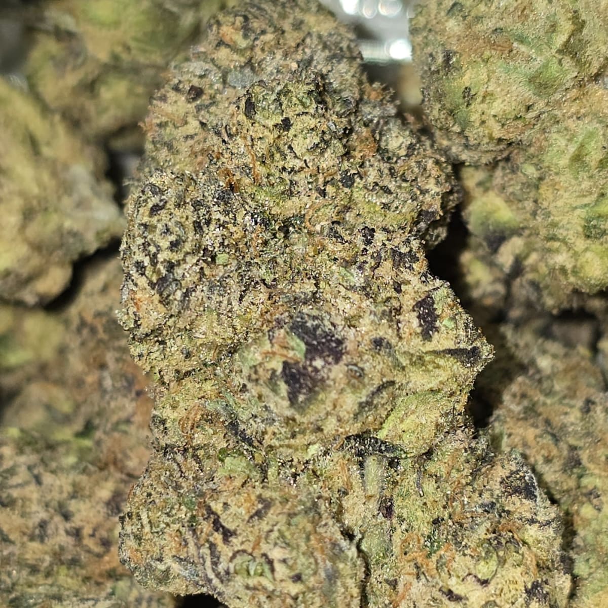 VERSACE — 7g