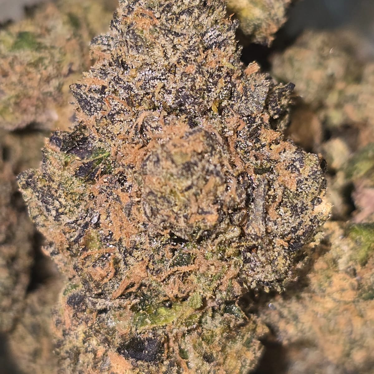 ZELIUM (DOJA) - 1g