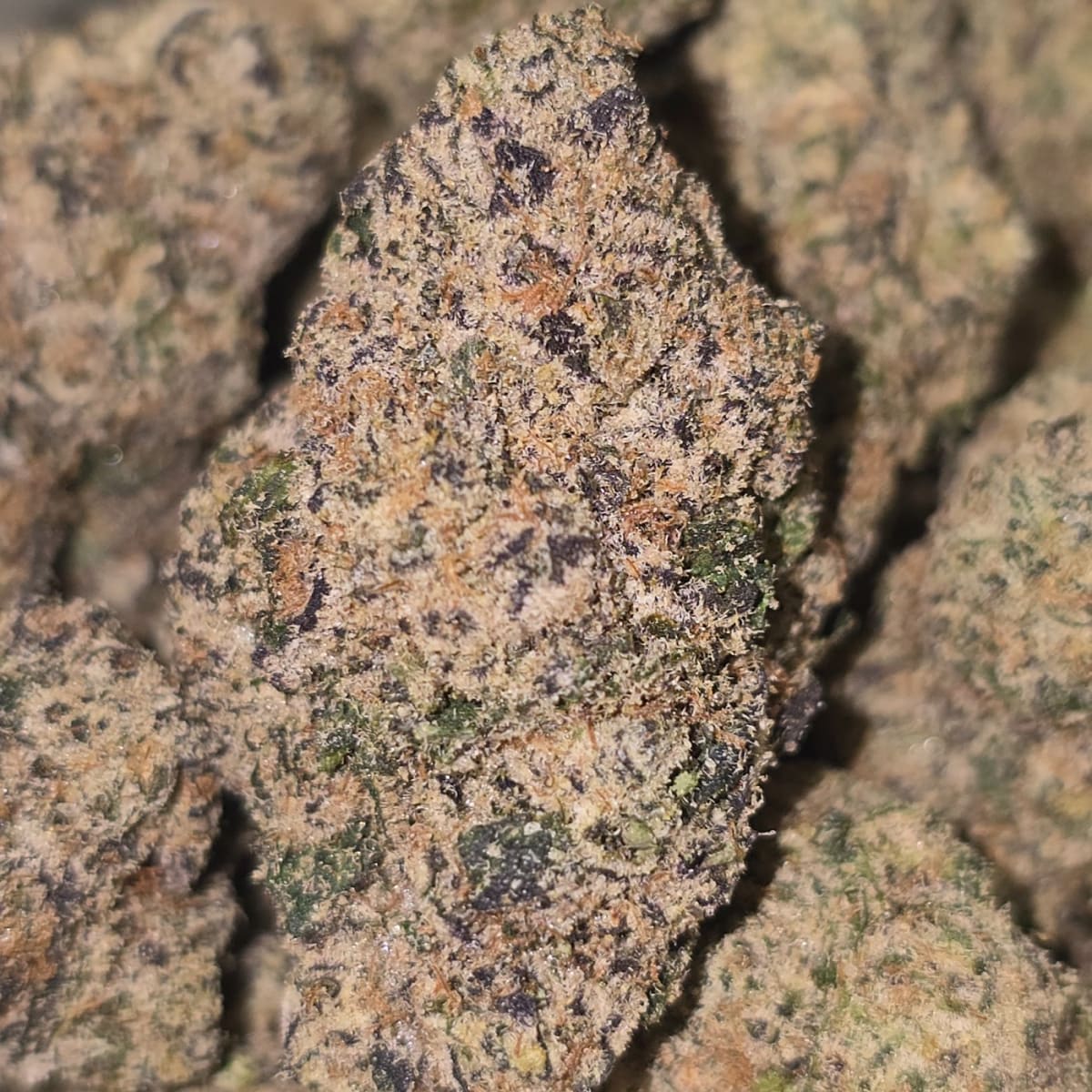 ZANGBANGER (WIZARD TREES) - 3.5g