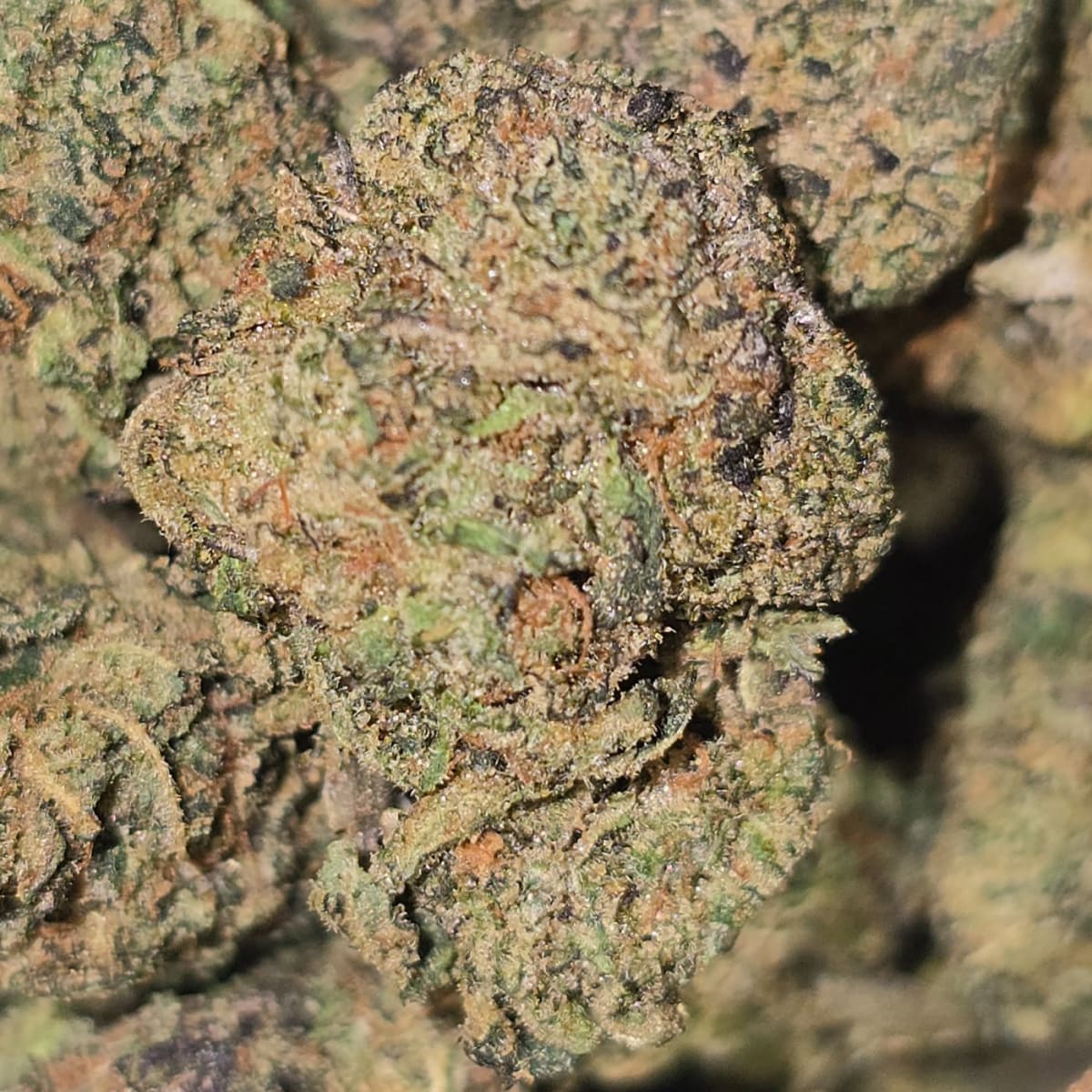TOAD VENOM - 3.5g