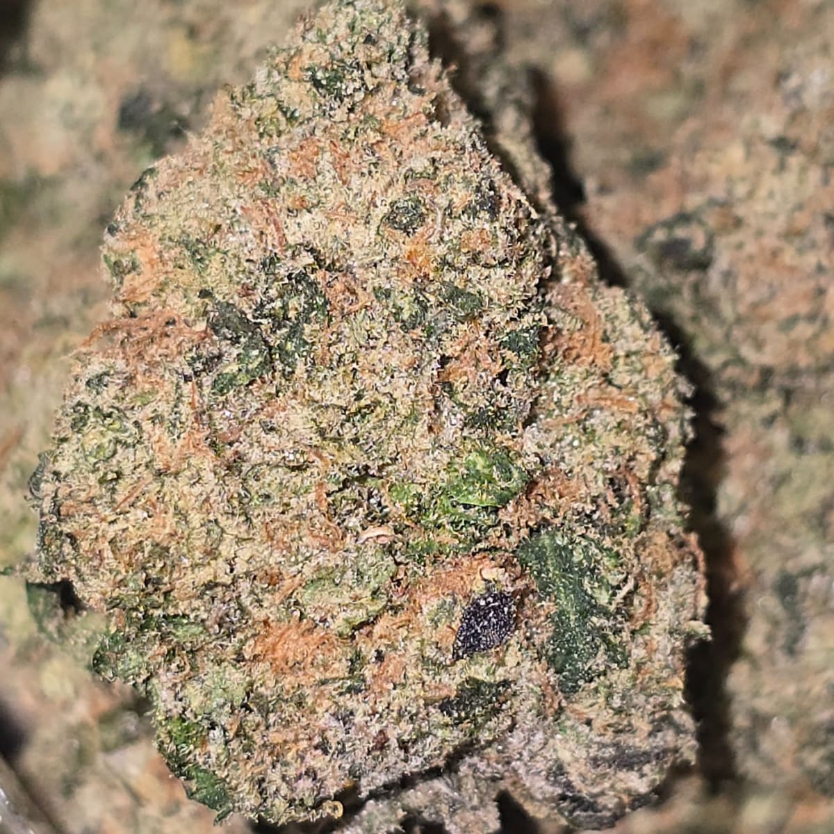 SNAKE CHARMER - 1g