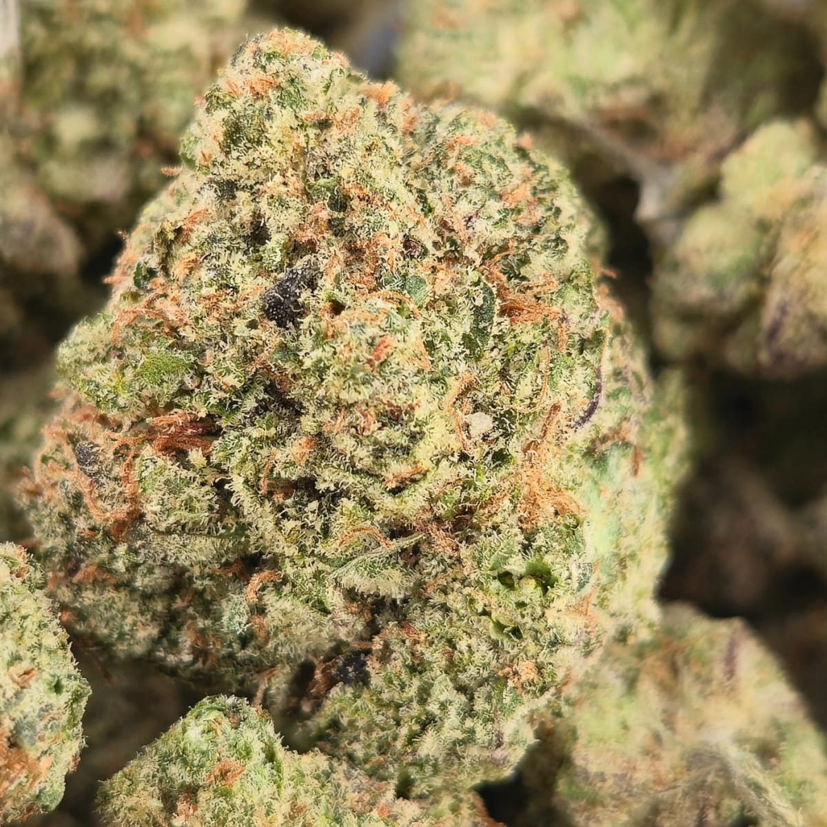 ZAGANAKI - 3.5g