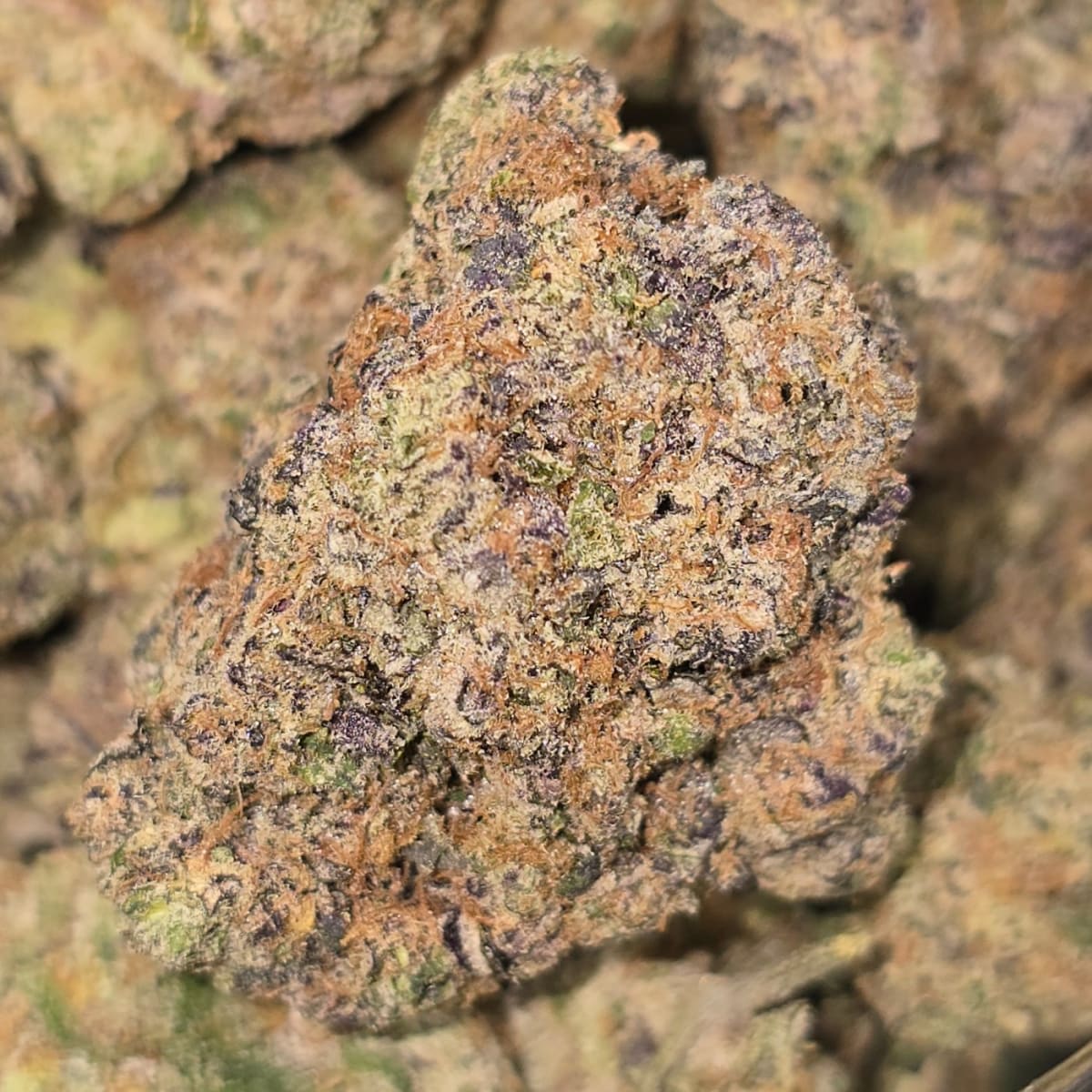 GALAXY TOAD - 7g