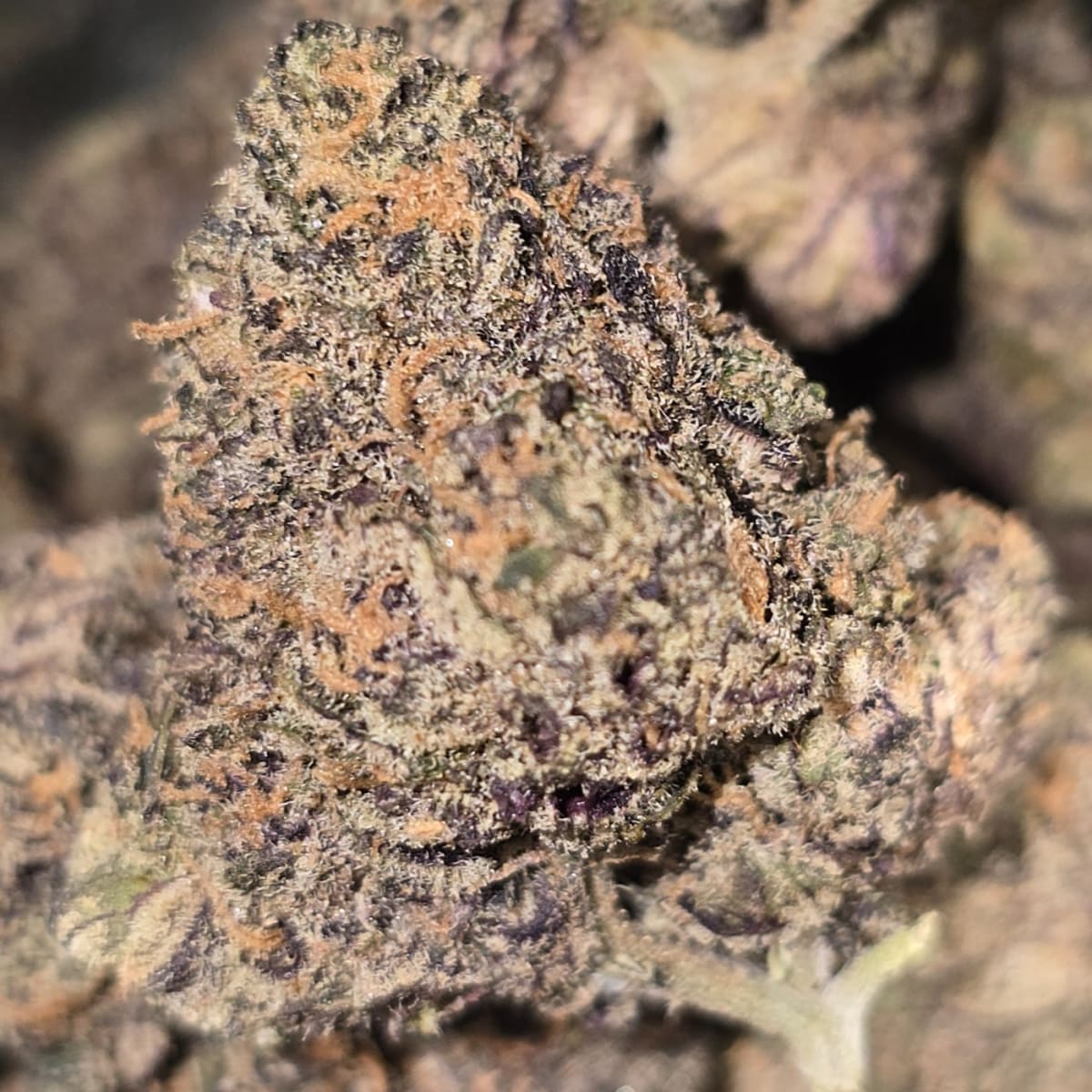 ULTRA VIOLET (DOJA) - 3.5g