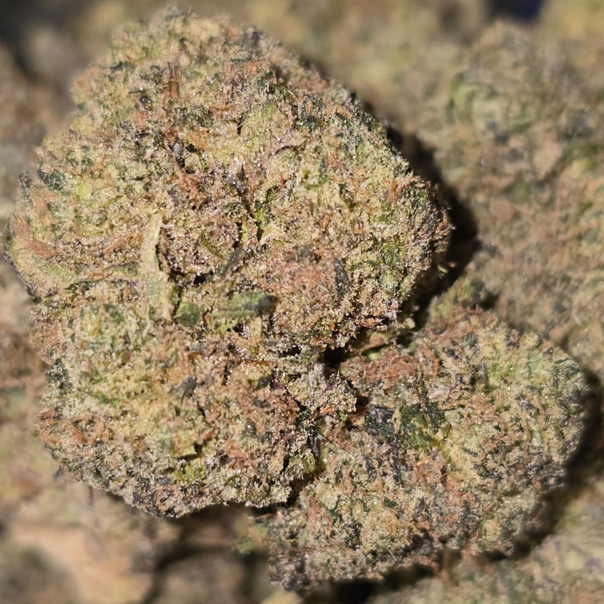 SERENGETI (DOJA) - 1g