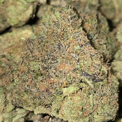 CP ZKITTLEZ