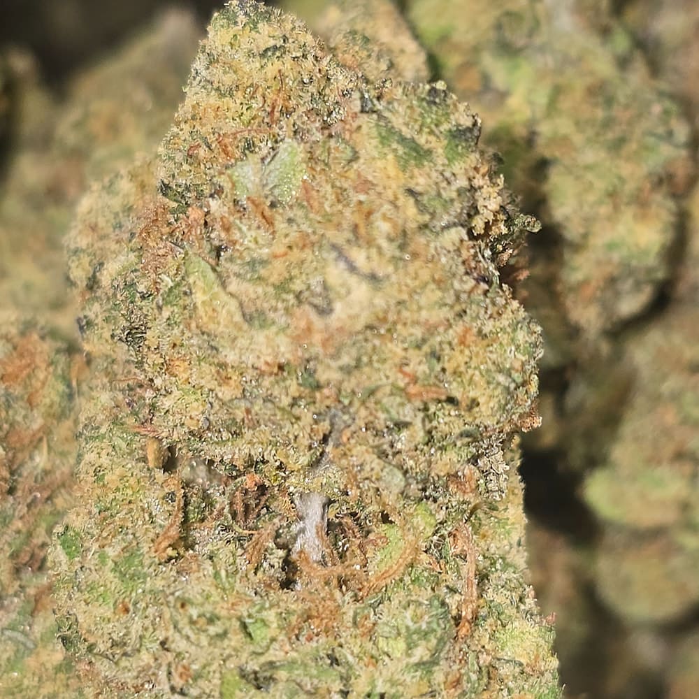 AMNESIA HAZE