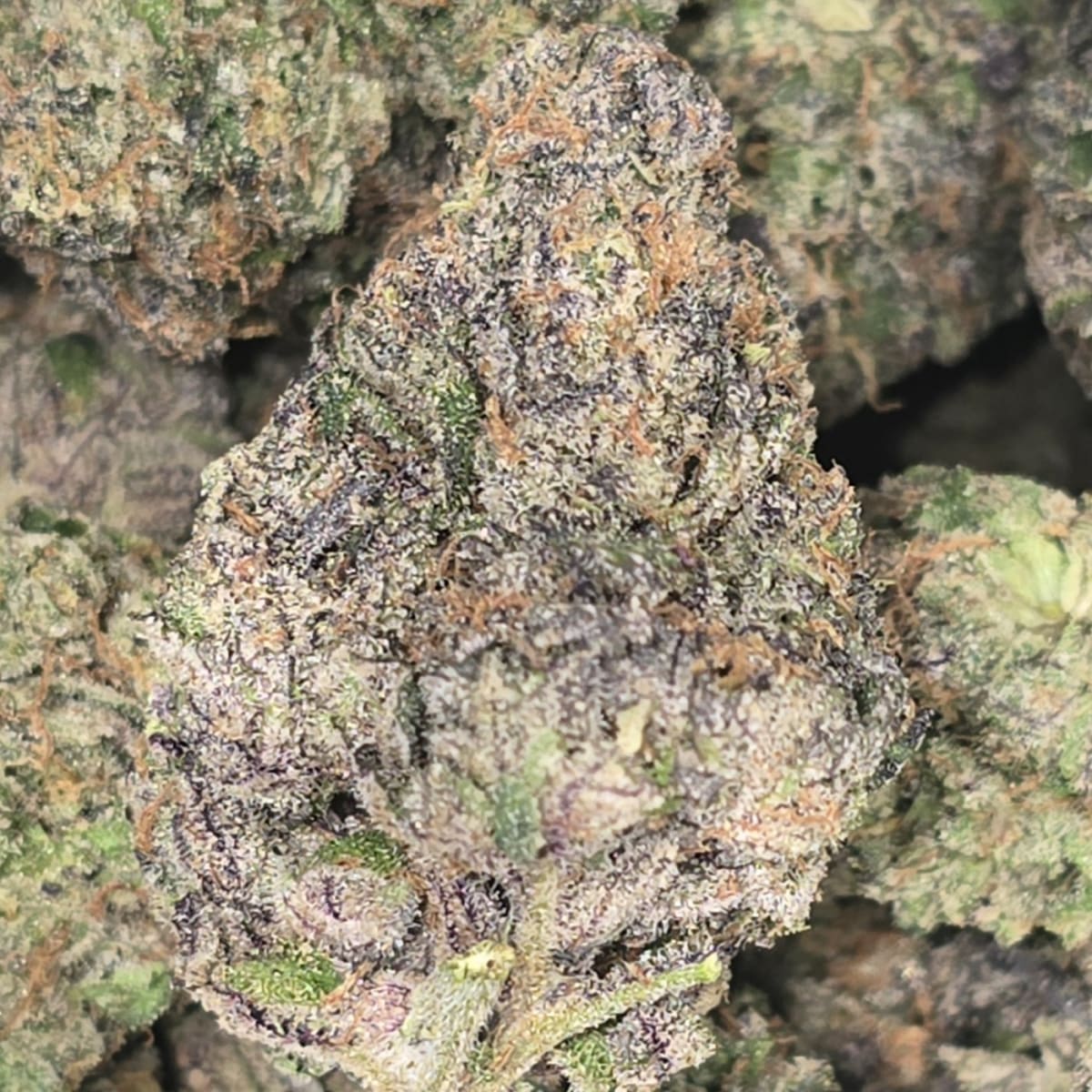 LEMON CHERRY GELATO