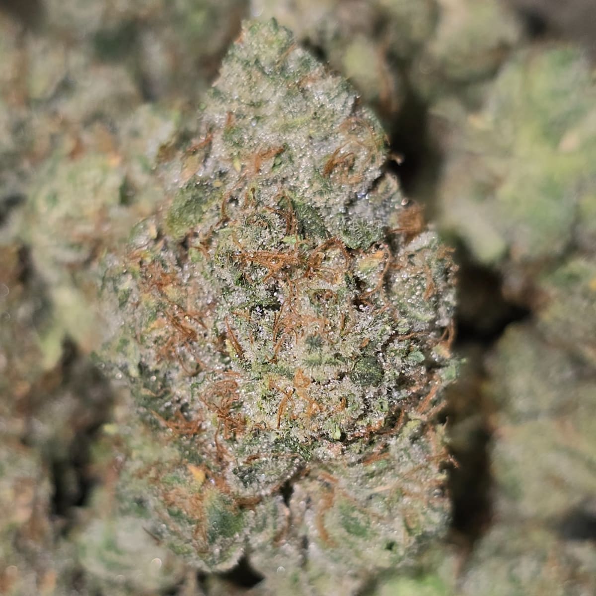 HONEY FRESCA (OTF)