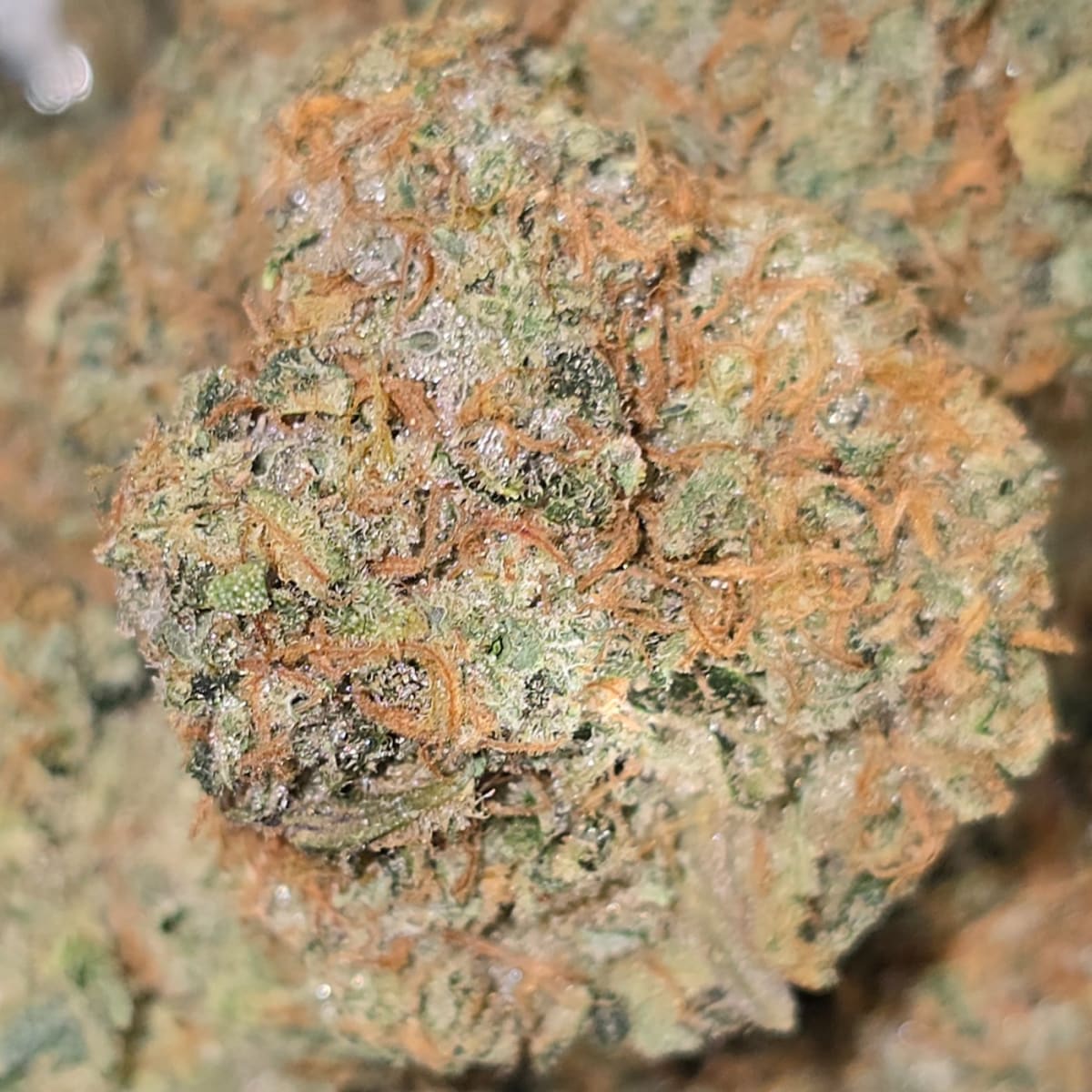 UV SHERB (OTF)