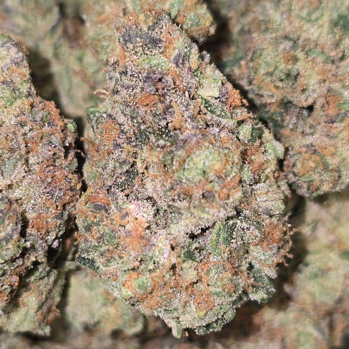 CANDIED ORANGE (OTF)