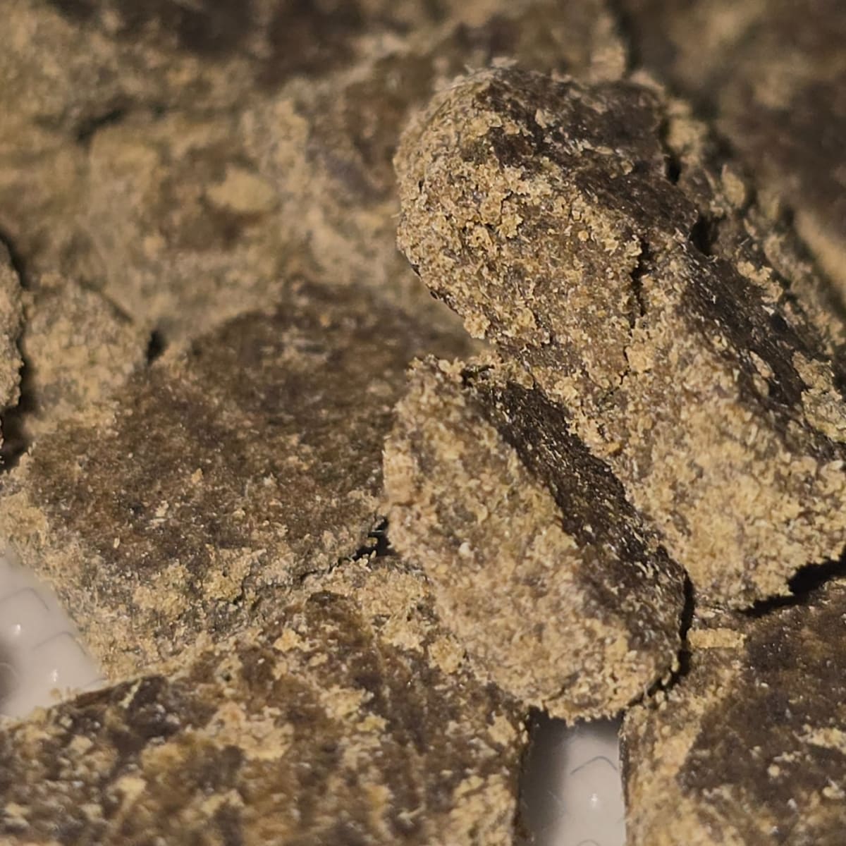 BISCOTTI (BIG SMOKEY) - ICE-O-LATOR
