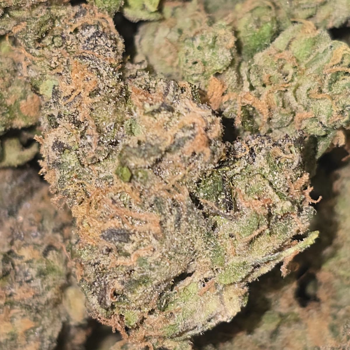 MANGO Z