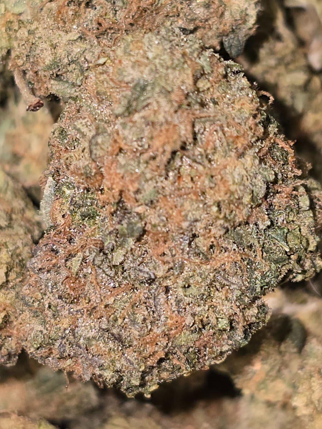 RAINBOW BELTZ (3 THE WEED)