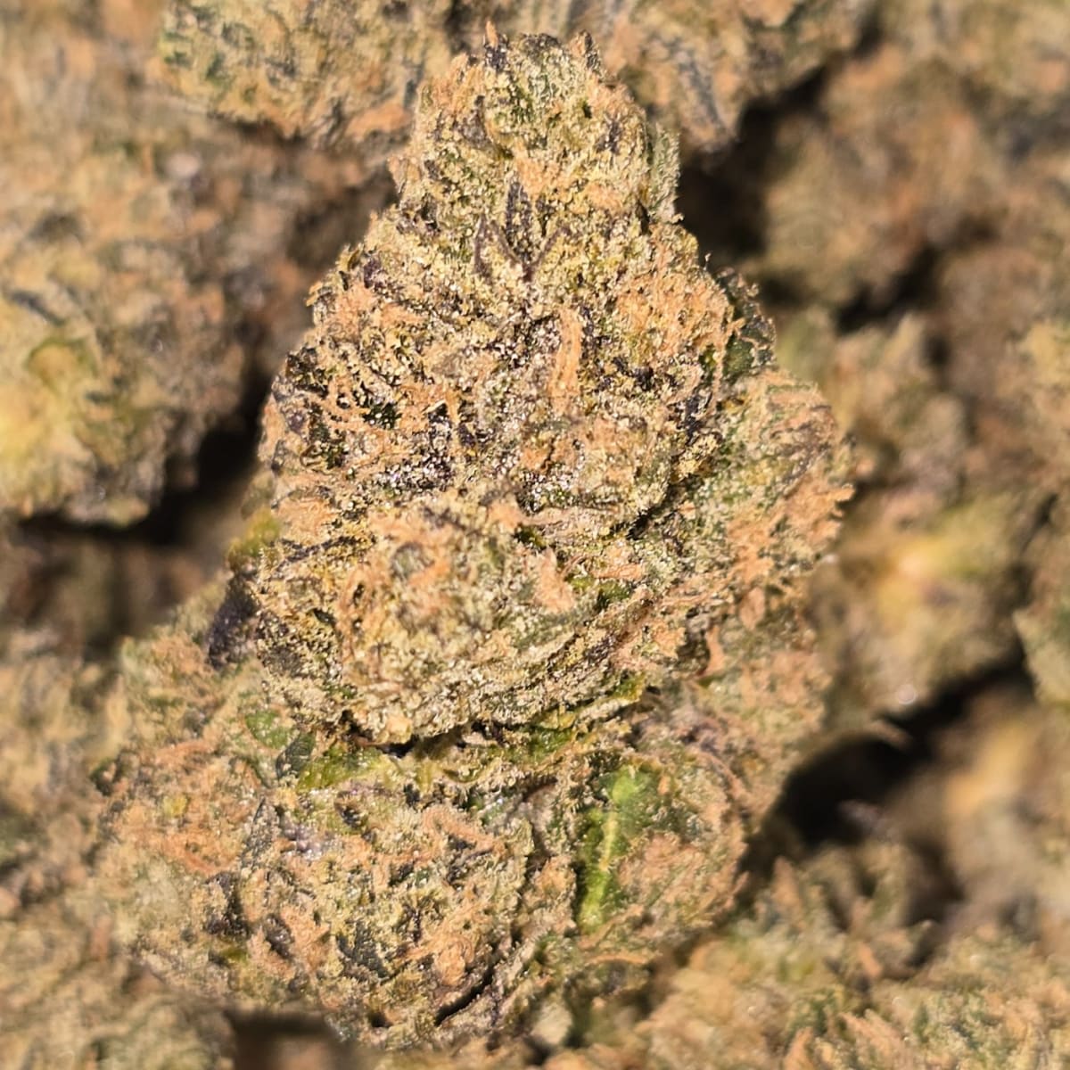 ZELIUM (DOJA)