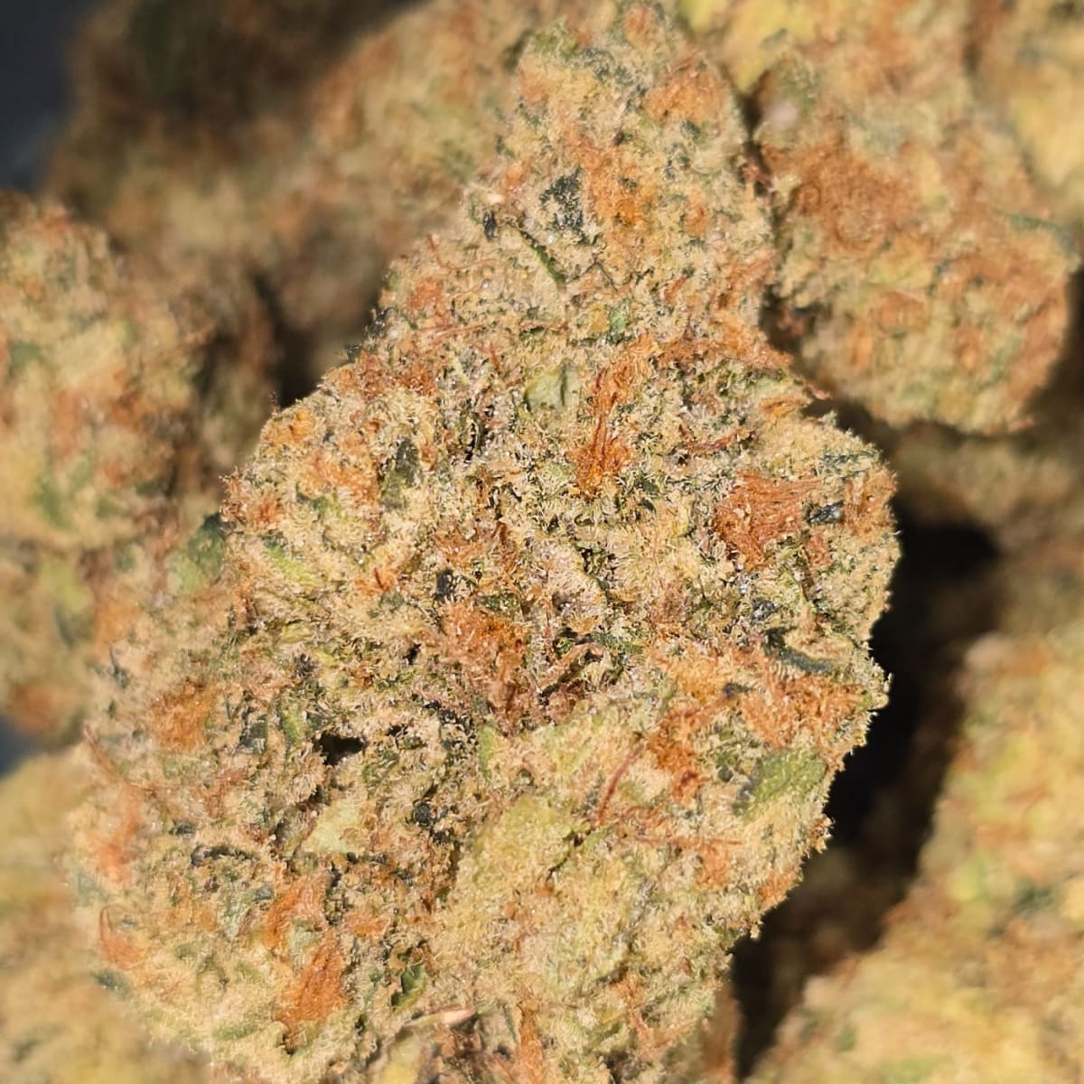 PEACH TREE (DOJA)
