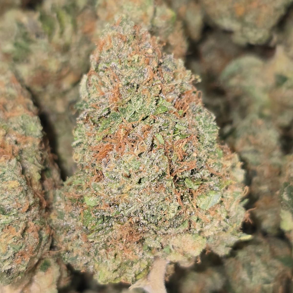 28g (1oz) WOTSITZ (3 THE WEED)