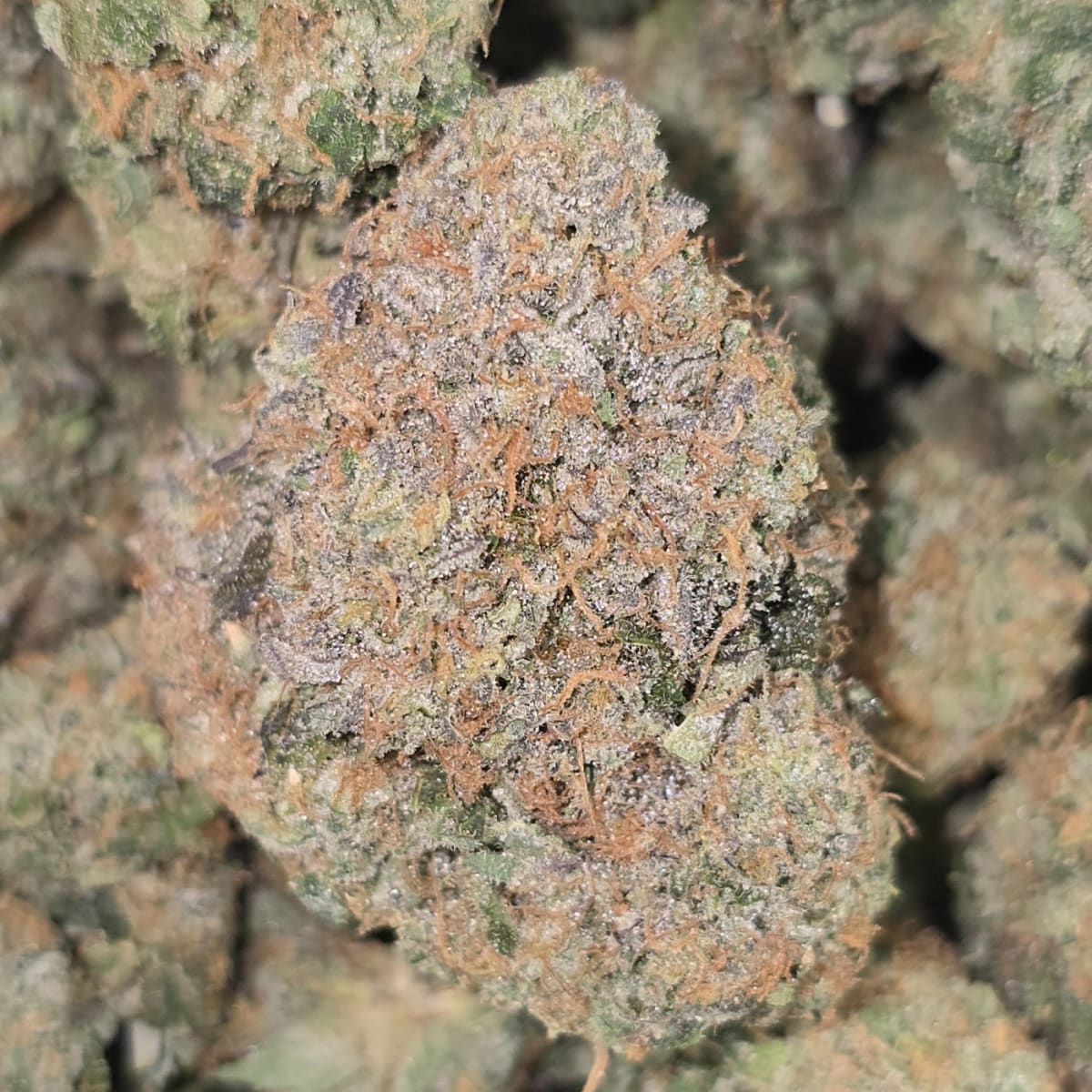 28g (1oz) BELTZ 3.0 (3 THE WEED)
