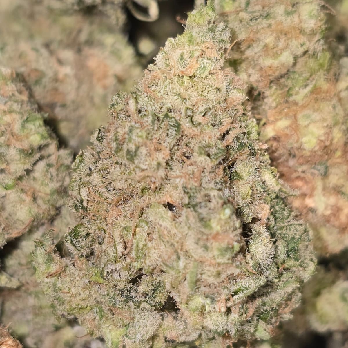 MAC 1