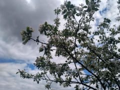 Прогноз погоды в Красноярске на 1 июля