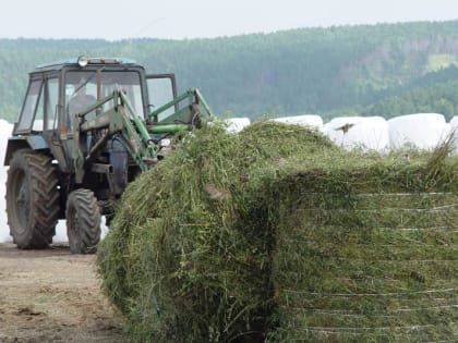 В Иркутской области приступили к заготовке кормов