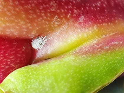 Питайю с вредителями завезли в Красноярск