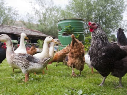 Управление Россельхознадзора напоминает о профилактике гриппа птиц