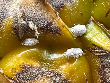 В Красноярске обнаружены заражённые ананасы