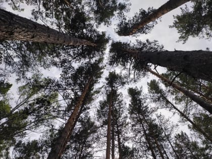 Глава Рослесхоза опроверг утверждение, что 