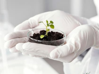 Специалисты советуют красноярцам, как выбрать качественные семена