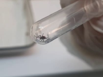 Клещи сохраняют высокую активность в Красноярском крае, и в том числе в городах