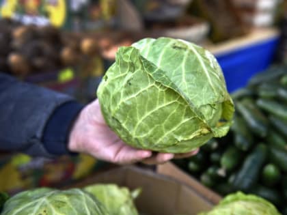 Квашеная капуста: как правильно ее готовить, чтобы сохранить полезные свойства