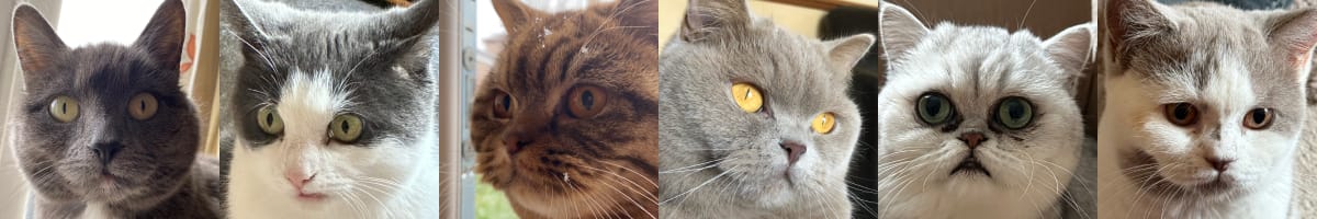 My cat collection