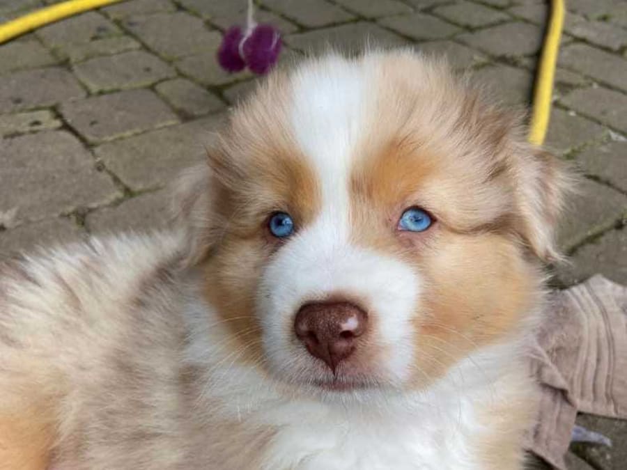 Élevage du Berger Bleu — Chiots Berger Australien LOF | Bleu Merle ...