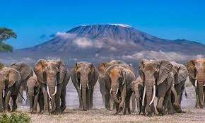 Amboseli