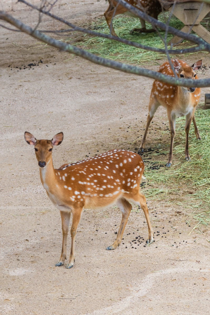서울숲