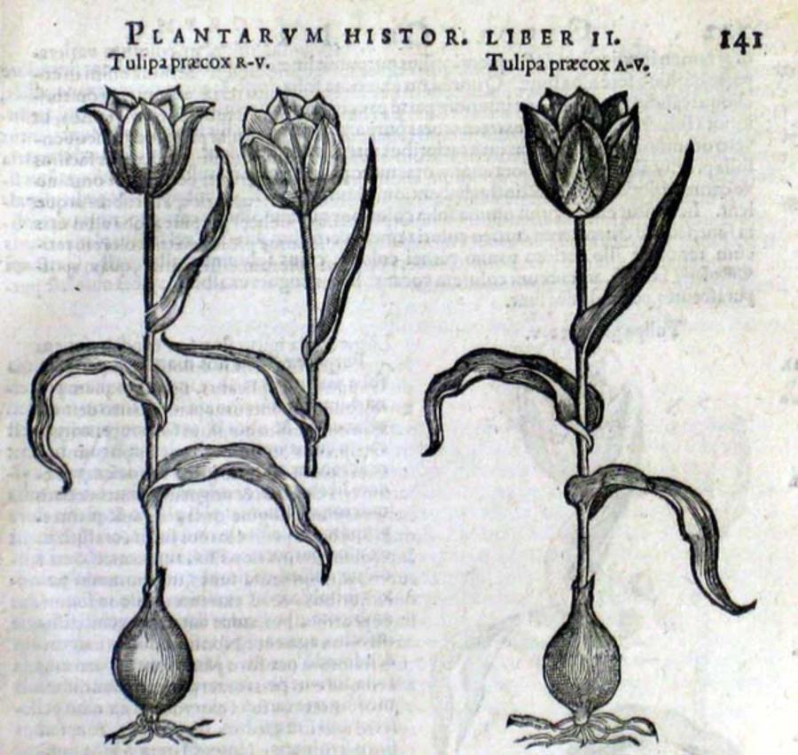 Amsterdam Tulip Museum