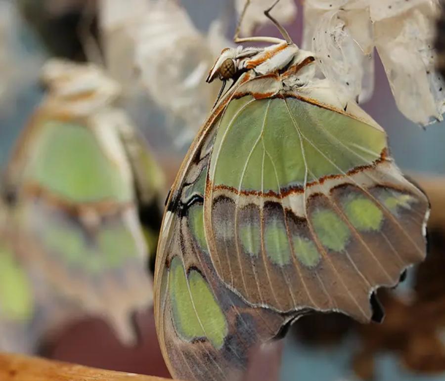 Hortus Botanicus Amsterdam
