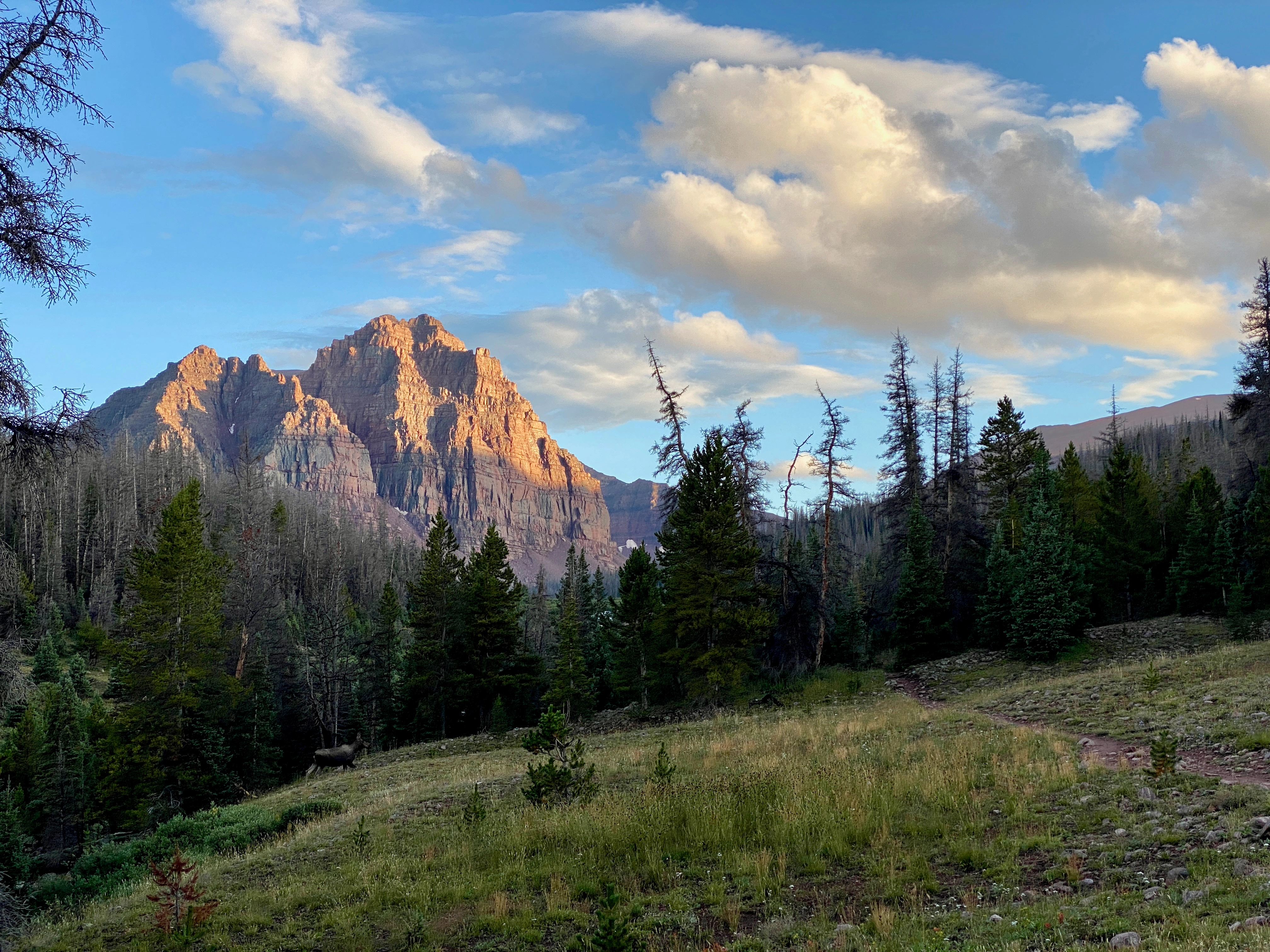 A picture of a moose walking through a mountain meadow with red castle in the background.
