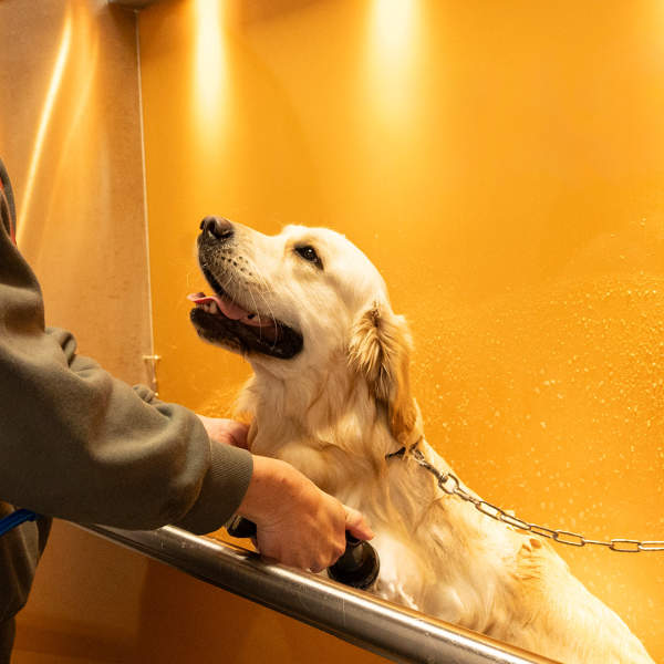 Tom&Co – Une stratégie durable pour concilier bien-être animal et durabilité