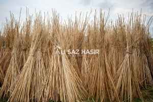 Kamış Nedir?