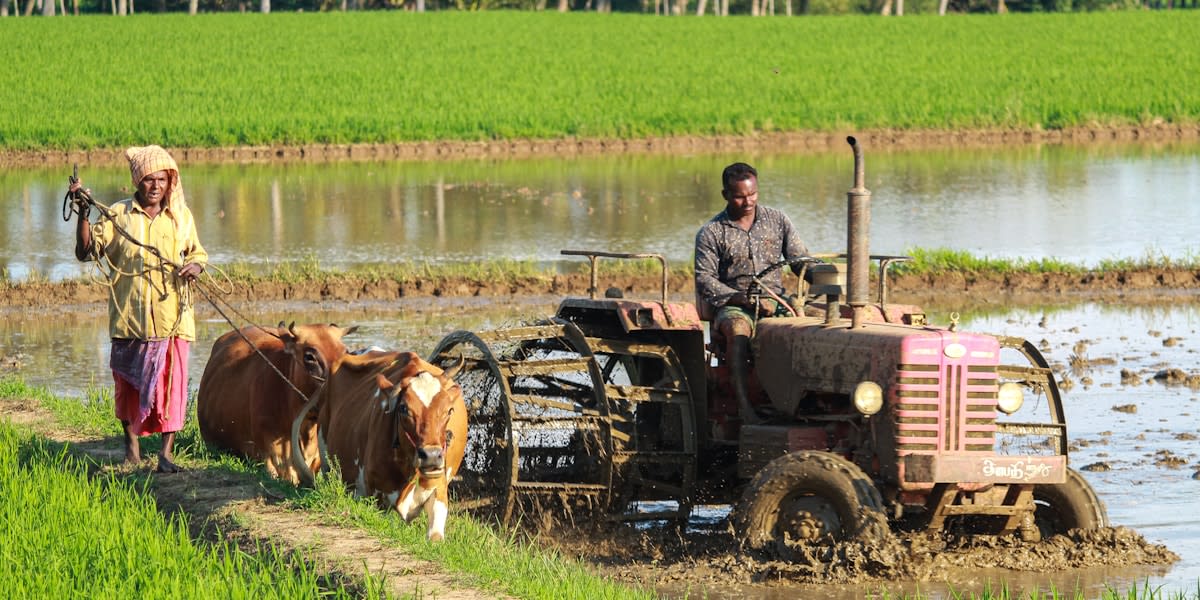 Pelatihan Agroforestri untuk Petani Lokal