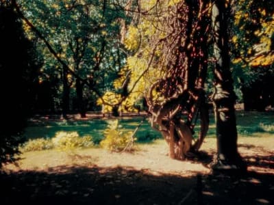 Super 16mm Film Look