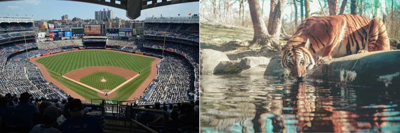 yankees stade et zoo du bronx