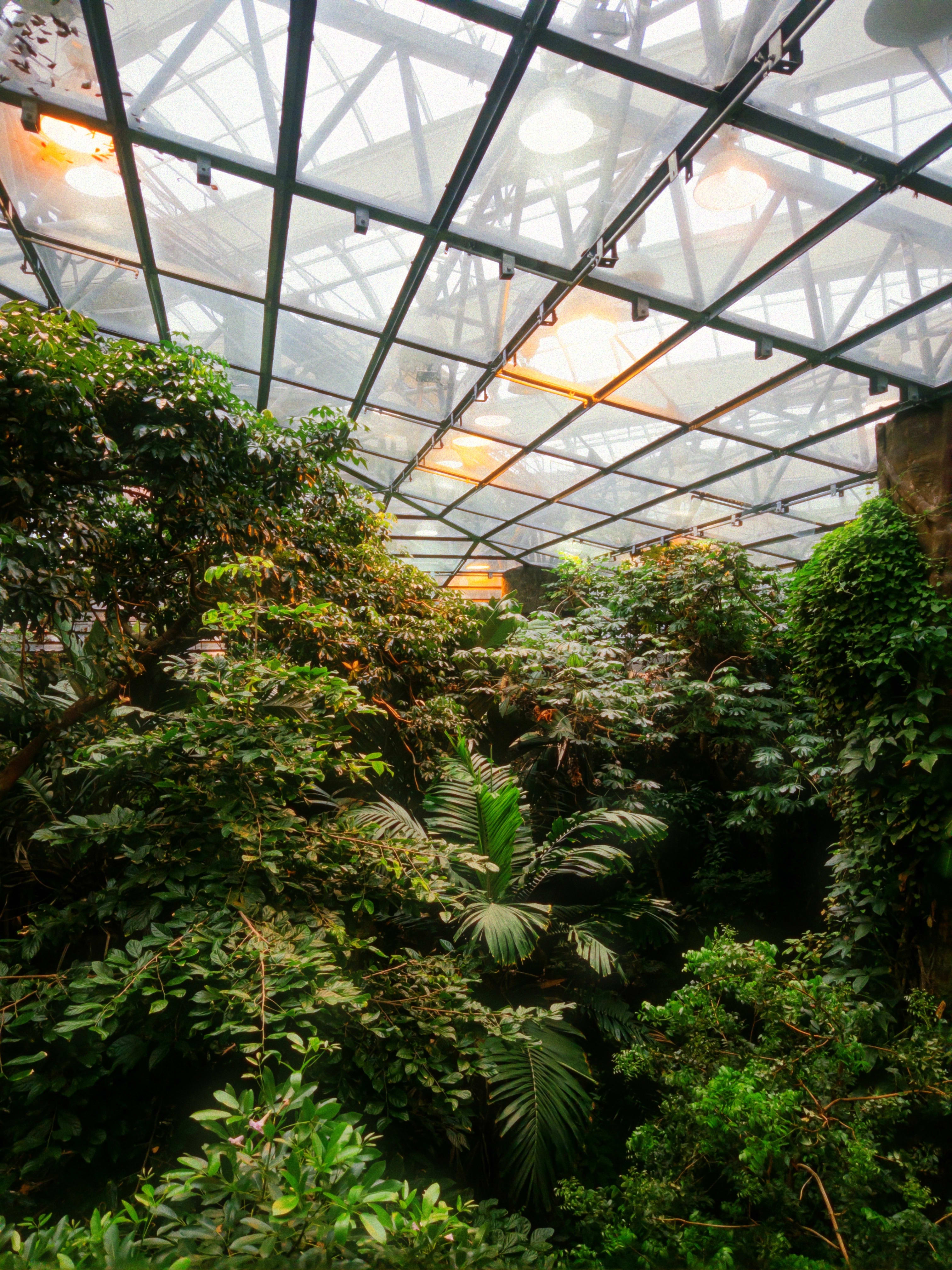 The rainforest habitat inside the Biodome. Lush plants and trees rise 30 feet inside a greenhouse.