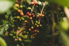 Os Melhores Grãos de Café do Mundo e Suas Características.